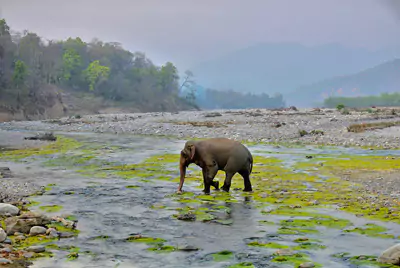 A tiger in the river 