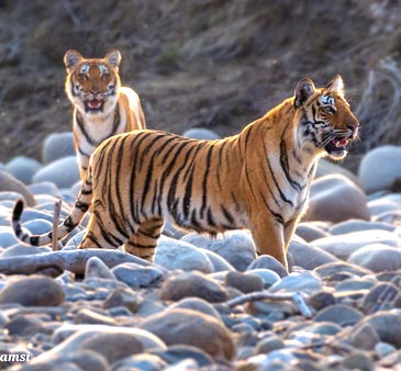 Dhikala Tiger Tour Package Jim Corbett National Park